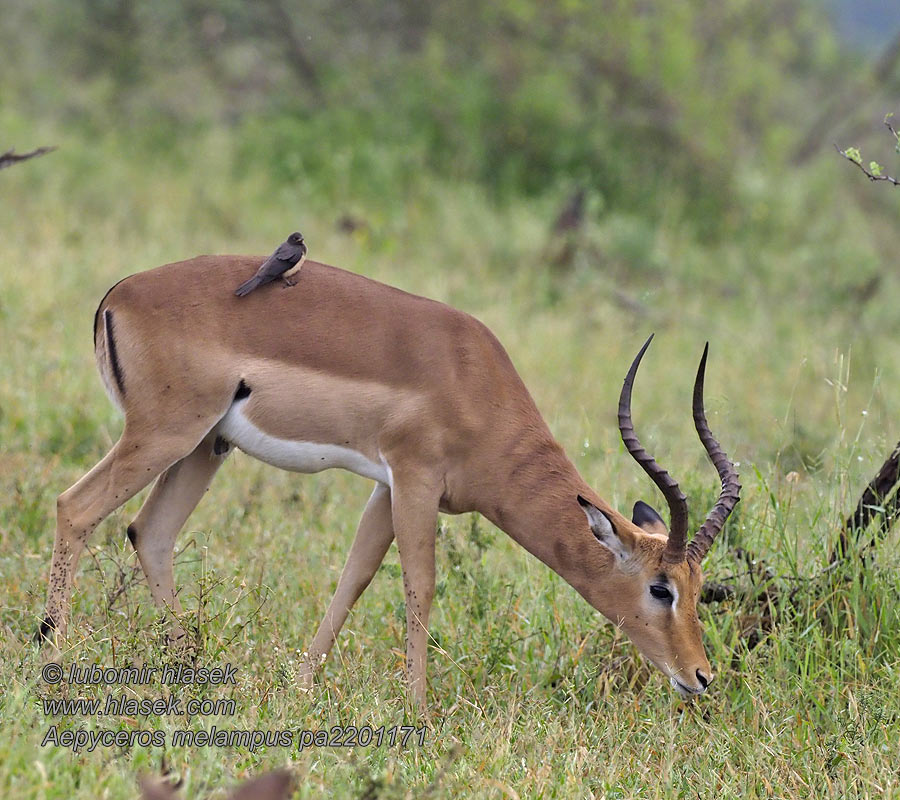 Impala Aepyceros melampus