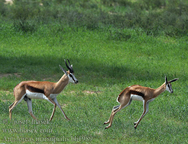 Springbok Springbuck Springbock Antilope saltante Vándorantilop