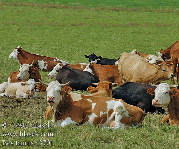 Bos primigenius taurus Cattle Dairy cow Корова дома