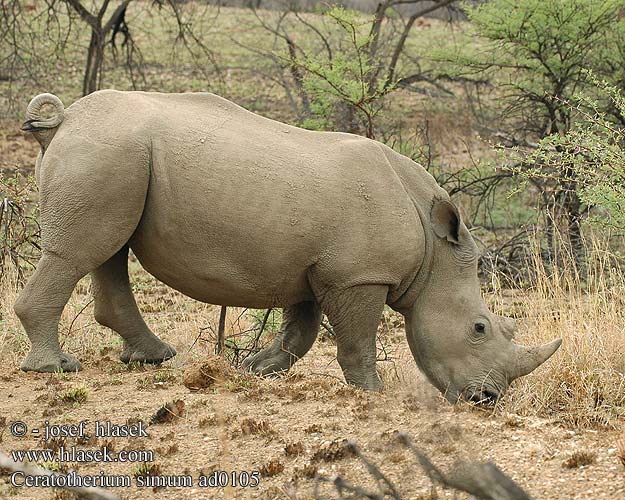 Ceratotherium simum Rinoceronte bianco szélesszájú