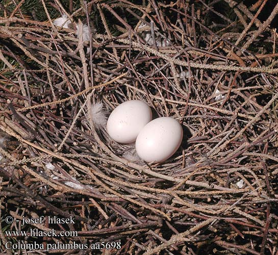 eggs nest Columba palumbus Woodpigeon Ringeltaube Pigeon ramier