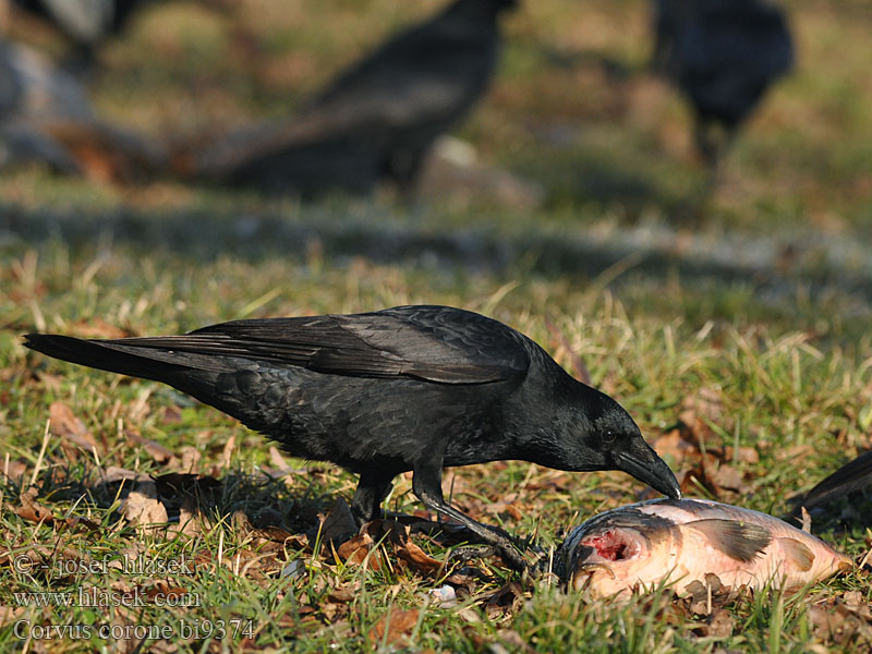 Crna vrana Siva Juodoji varna Kovas Meln
