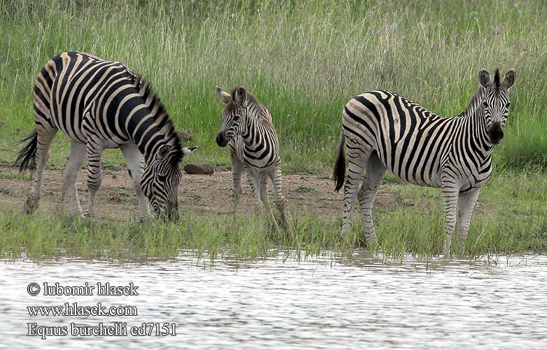 Stepinis zebras Равнинная зебра Обична