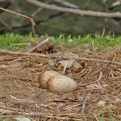 eggs nest Grus vipio White-naped Cranes Hvidhalset trane