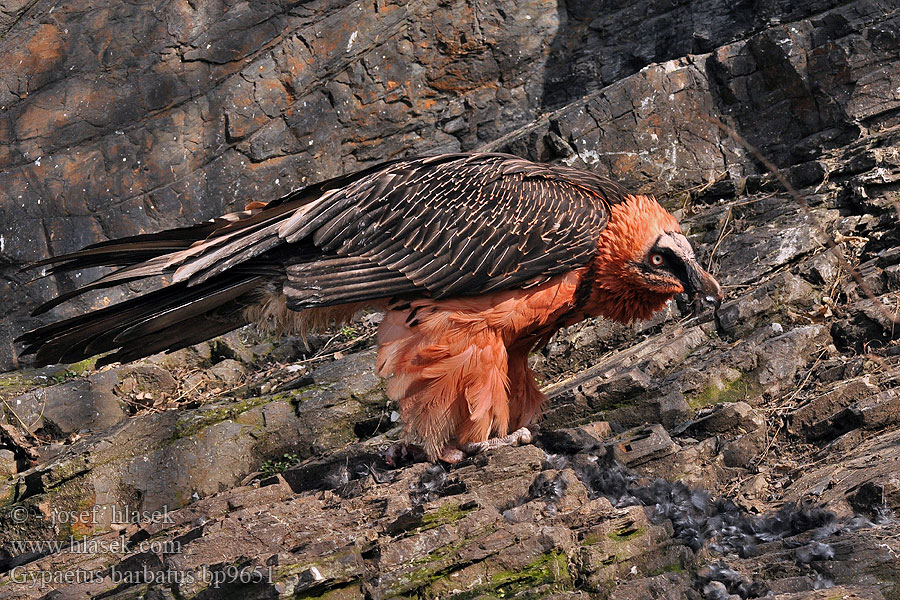 Gypaetus barbatus פרס Bearded Vulture Lammergeier lammegrib