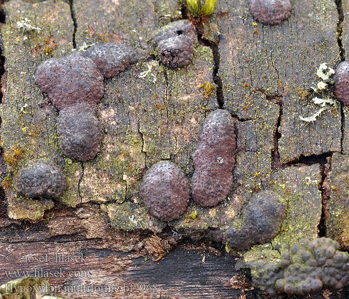 Vielgestaltige Kohlenbeere Birch Woodwart Гипоксилон многообразный