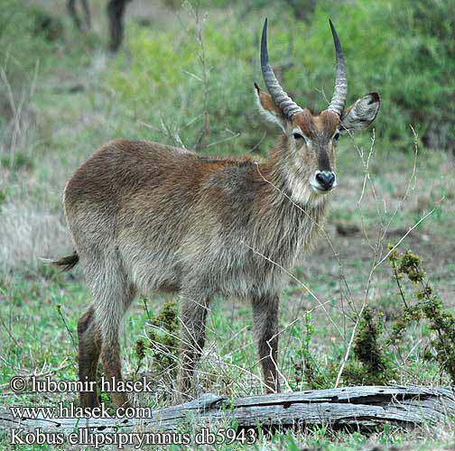 Voduška velká Antilope Acuático Vattenbock