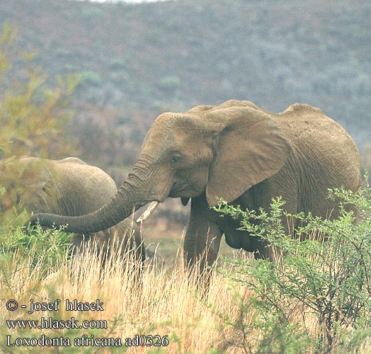 Loxodonta africana African Bush Elephant