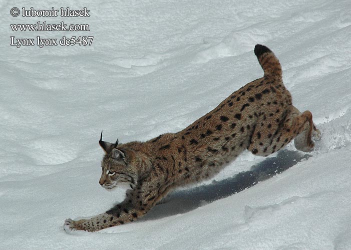 Eurasian Lynx Luchs Lince boreal Rys ostrovid Ryś Gaupe