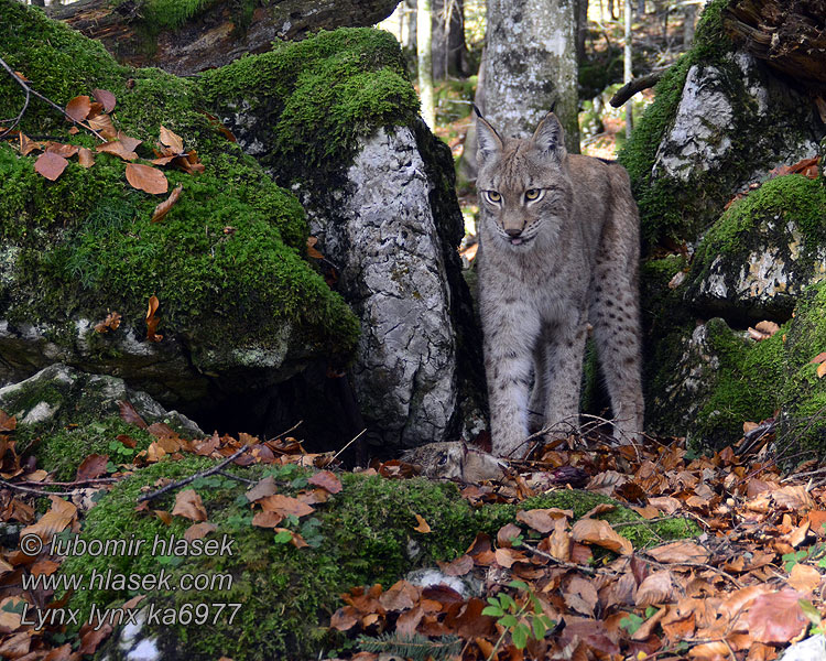 Lynx lynx Rys ostrovid