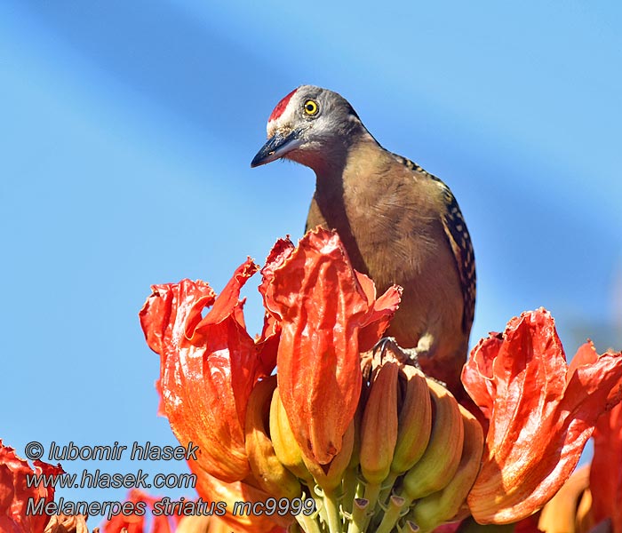 Haitispætte Hispaniolan Woodpecker Carpintero Española