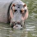 Hippopotamus_amphibius_fb4751