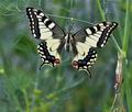 Papilio machaon bu2237