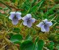 Viola_palustris_hz1236