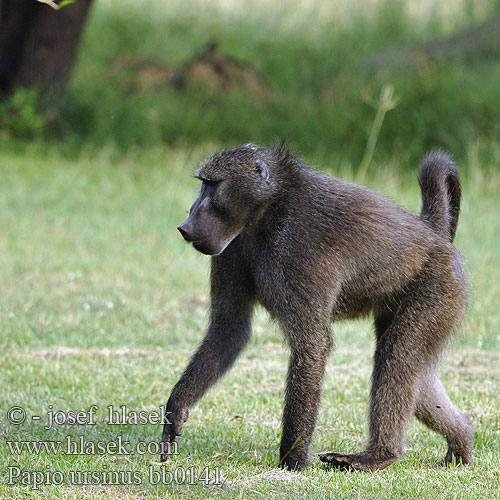 Afrikaans Kaapse bobbejaan 개코원숭이 ჩაკმ
