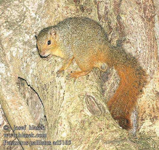 Paraxerus palliatus Red Bush Squirrel Écureuil ventre rouge Roodstaart eekhoorn アカヤブリス Rotschwanzhörnchen Wiewiórka zaroślowa Рыжая белка