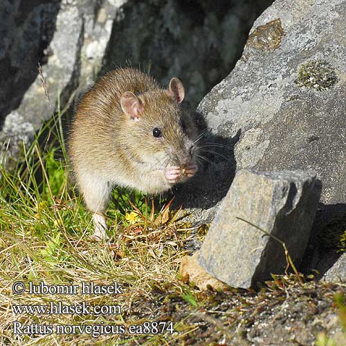 Rattus norvegicus Brown Rat surmulot Wanderratte Rata parda