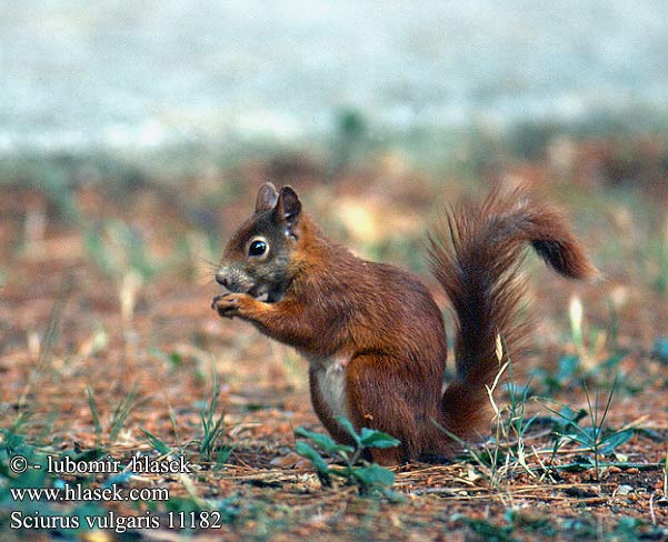 Sciurus vulgaris Eurasian Red squirrel Almindeligt