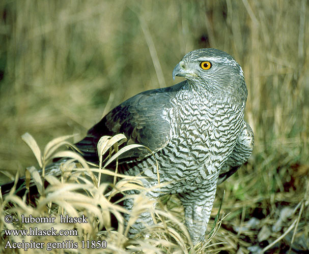 Accipiter gentilis 11850