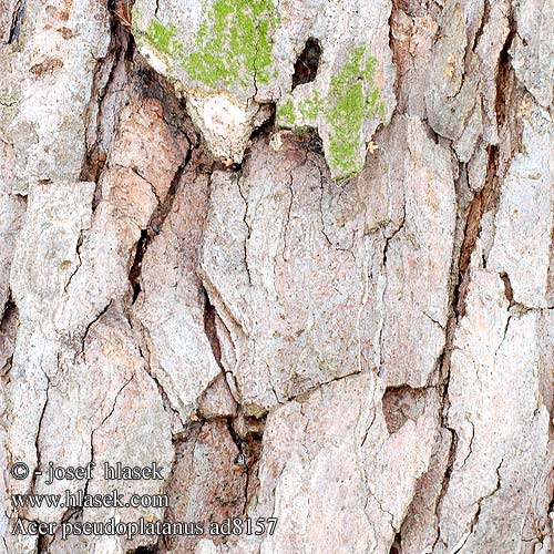 Acer pseudoplatanus Bergahorn Klon jawor Plátano-bastardo