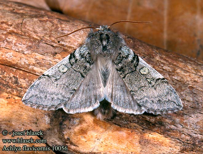 Achlya flavicornis Můřice jarní Frühlings-Wollrückenspinner
