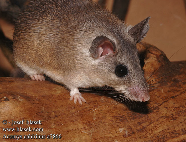 Acomys cahirinus Egyptian spiny mouse Cairo Okahiiri