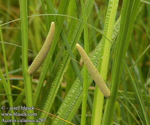 calamus/sweet flag