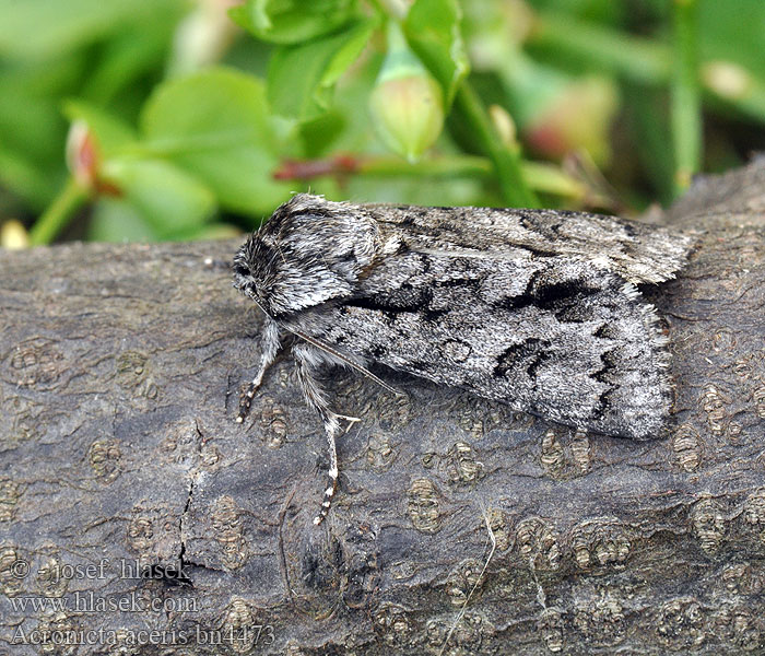 Sycamore moth Acronicta aceris