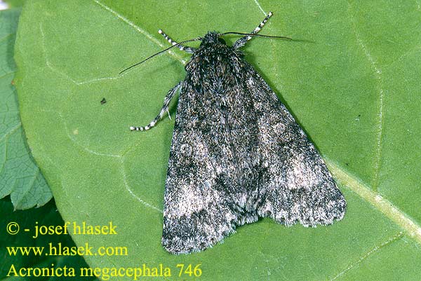 Acronicta megacephala Poplar Grey Aueneule Grosskopf-Rindeneule