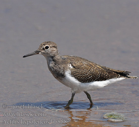 Common Sandpiper Billegető cankó Flussuferläufer