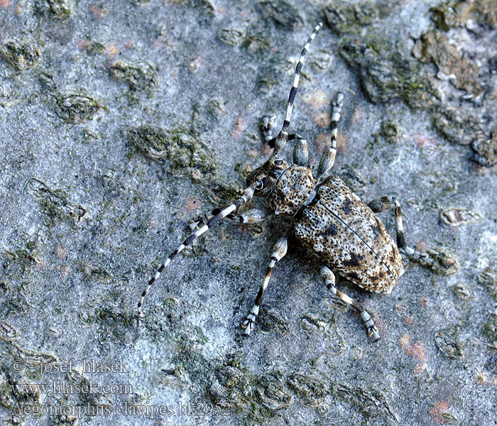 Aegomorphus clavipes Keulenfüßige Scheckenbock Spindelbock