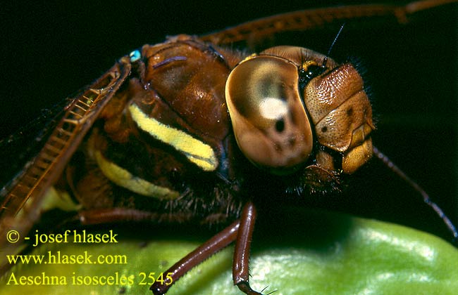 Aeshna grandis Brown hawker Brun Mosaikguldsmed