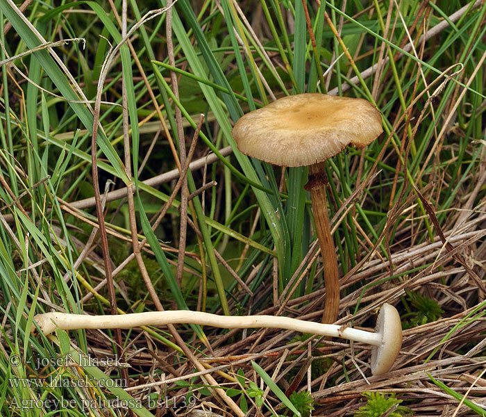 Agrocybe_paludosa_bs1139