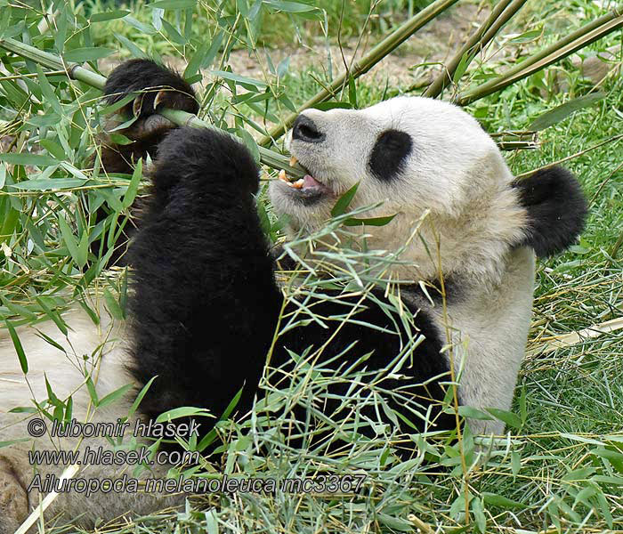 Ailuropoda melanoleuca Giant panda Panda velká