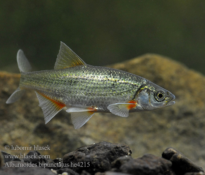 Alburnoides bipunctatus he4215