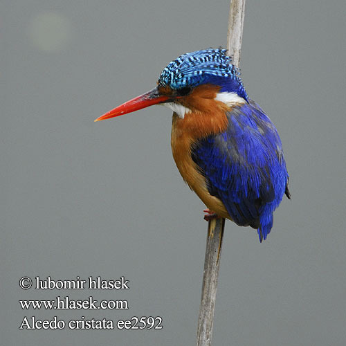 Alcedo cristata ee2592