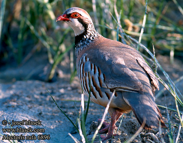 Red-legged Partridge Rothuhn Perdrix rouge