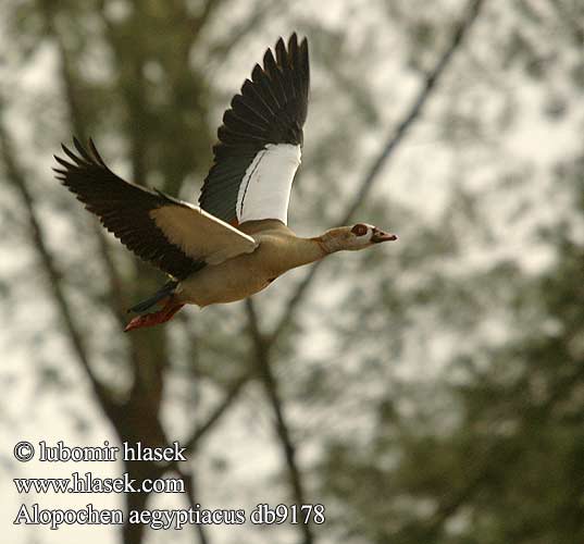 Egyptian Goose Nil Nilgås Afrikanhanhi Ouette egypte