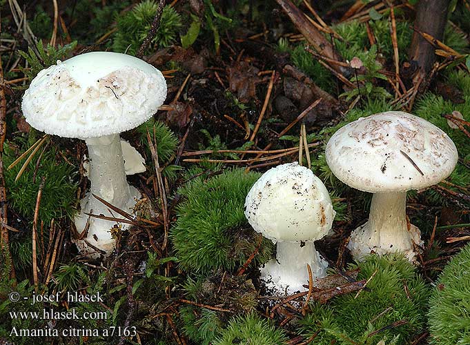 Amanita citrina a7163