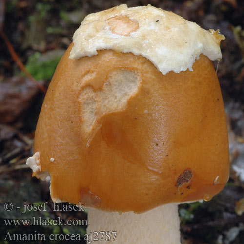 Amanita crocea Muchomor żółtawy Orange kamskivling Oranžni lupinar