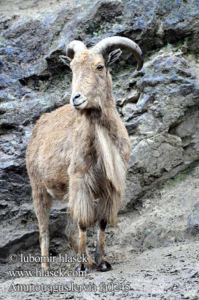 Berberi Koyunu Ammotragus lervia Barbary Sheep Mouflon manchettes