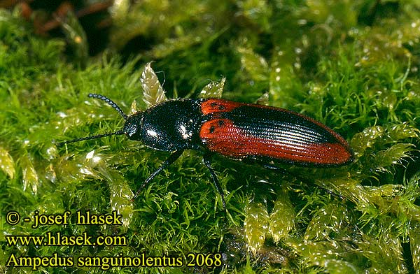 Ampedus sanguinolentus Click beetle Sømplettet skovsmælder