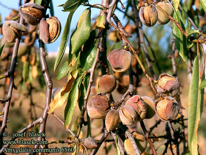 Amygdalus communis Sweet almond tree Mandel Pähkinät eli manteli
