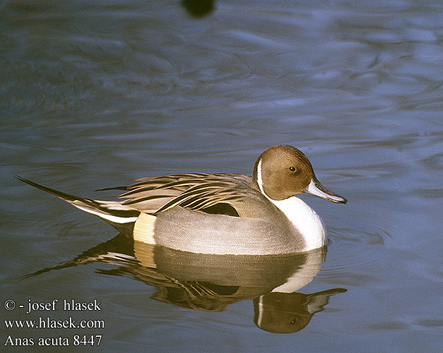 Anas acuta Northern Pintail Spidsand Jouhisorsa Canard pilet pijlstaart