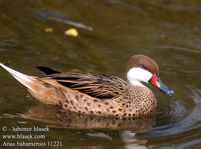 Anas bahamensis White-cheeked Pintail Bahama Valkoposkisorsa