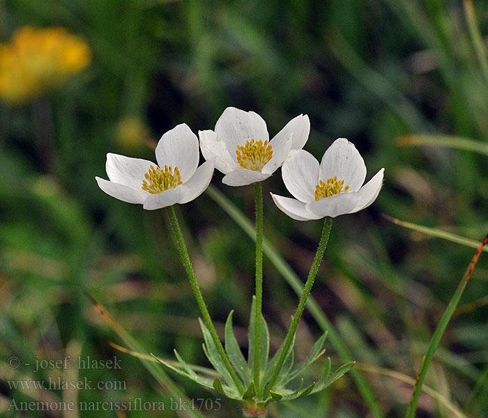 Anemone narcissiflorum Anémone feuilles Narcisse fior narciso
