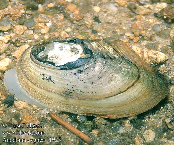 Anodonta cygnea Freshwater lamellibranch Dammusling