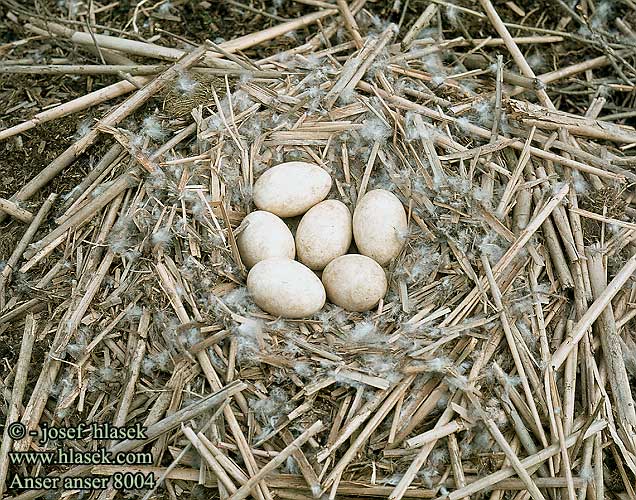 eggs nest Anser anser Greylag Graugans Oie cendrée