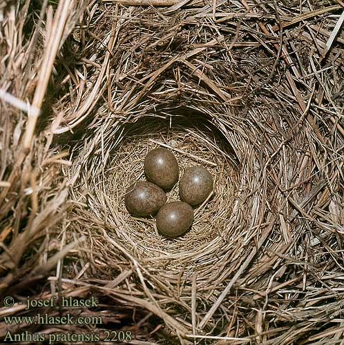 nest eggs Anthus pratensis Meadow Pipit Wiesenpieper farlouse