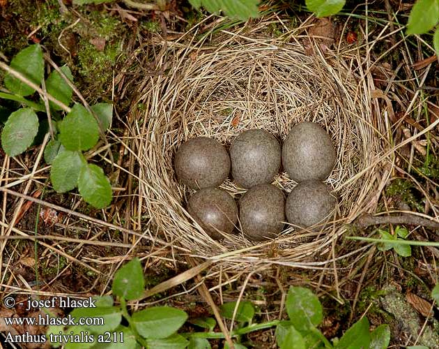 birds eggs nests Anthus trivialis 林鹨 Конек лесной